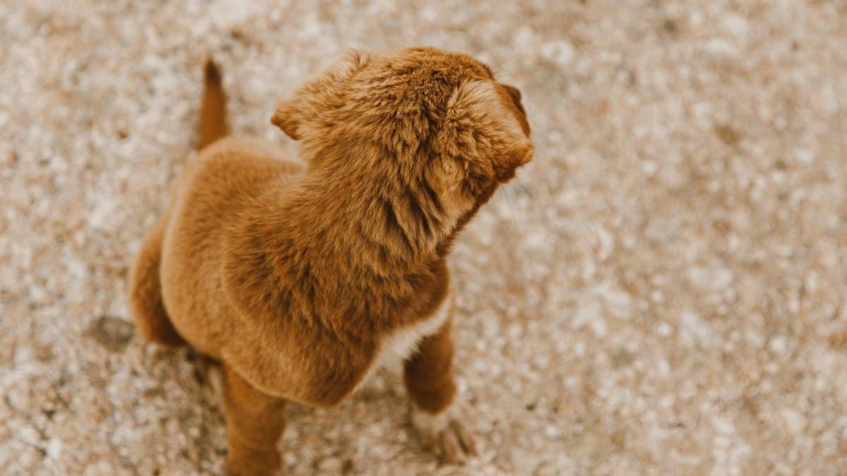 A cute brown puppy looks back, sitting on a sandy path, capturing a playful moment.