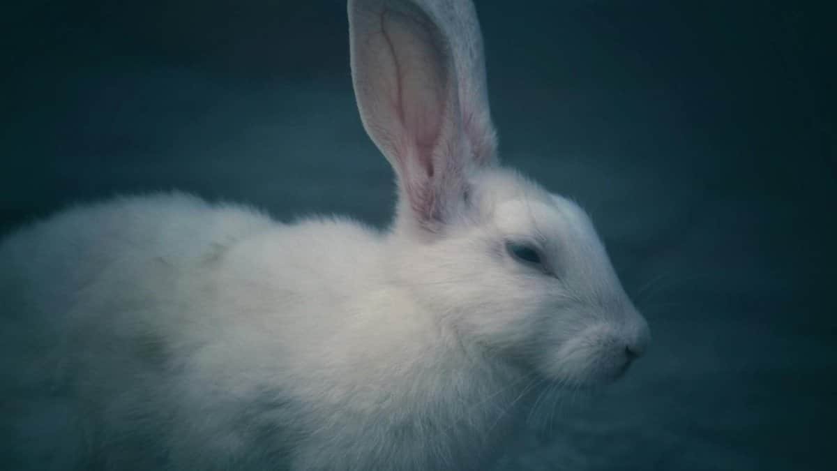 Close-up portrait of a white rabbit in a calm outdoor setting, showcasing its delicate fur and attentive ears.