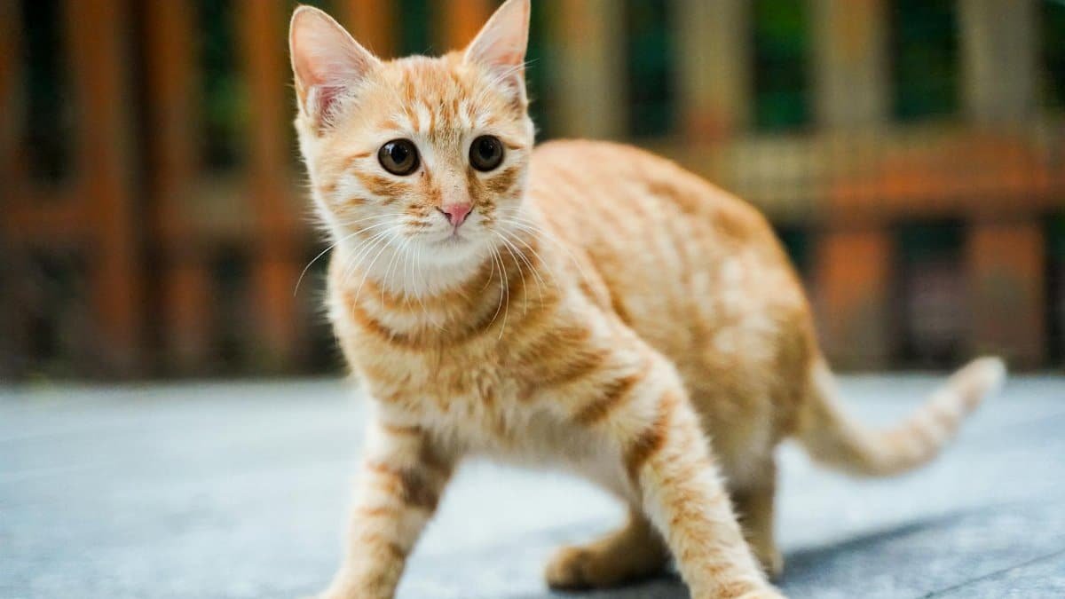 Adorable ginger kitten exploring an outdoor space with a curious gaze.