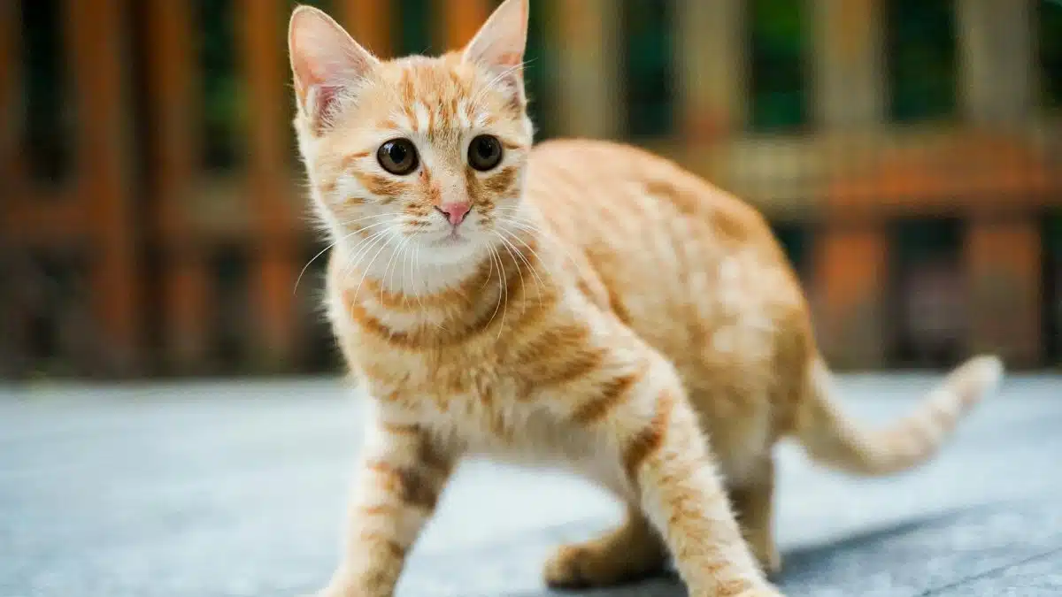 Adorable ginger kitten exploring an outdoor space with a curious gaze.