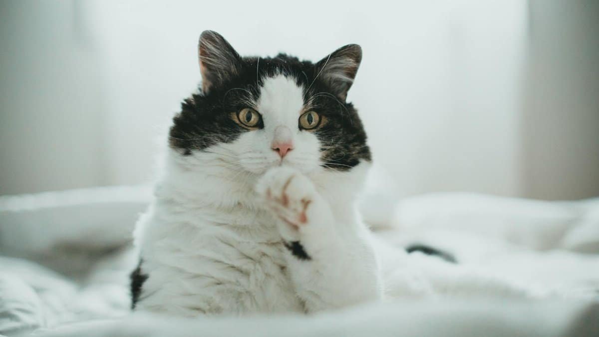 A fluffy cat sitting on a cozy bed, grooming itself in soft natural light.