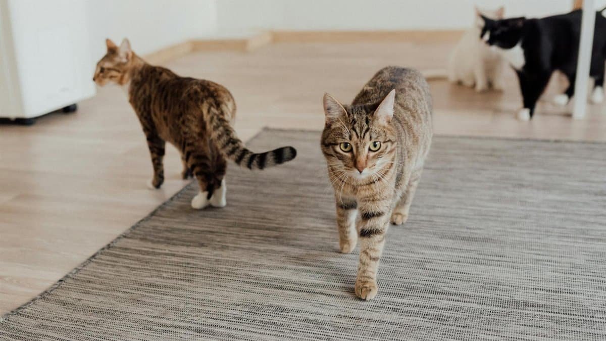 Multiple domestic cats, including tabbies, walking on a rug indoors. Animal photography of pets.