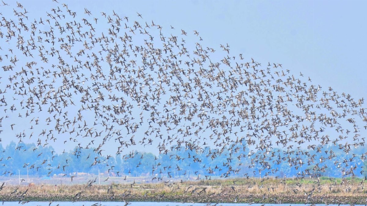 A vibrant flock of birds soaring over a serene lake, capturing the essence of freedom in nature.