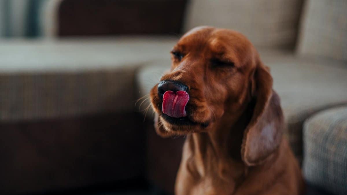 Muzzle of adorable funny purebred brown Labrador sitting near couch with closed eyes and licking nose while resting at home