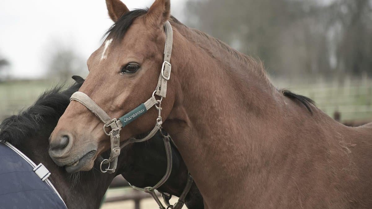 Brown and black horses nuzzling in a serene outdoor setting.