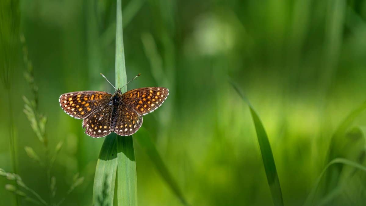 A vibrant butterfly perched on a leaf, showcasing its colorful wings in a natural setting.