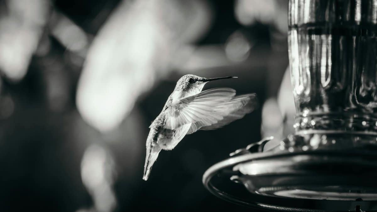 A monochrome image of a hummingbird hovering near a bird feeder, captured mid-flight.