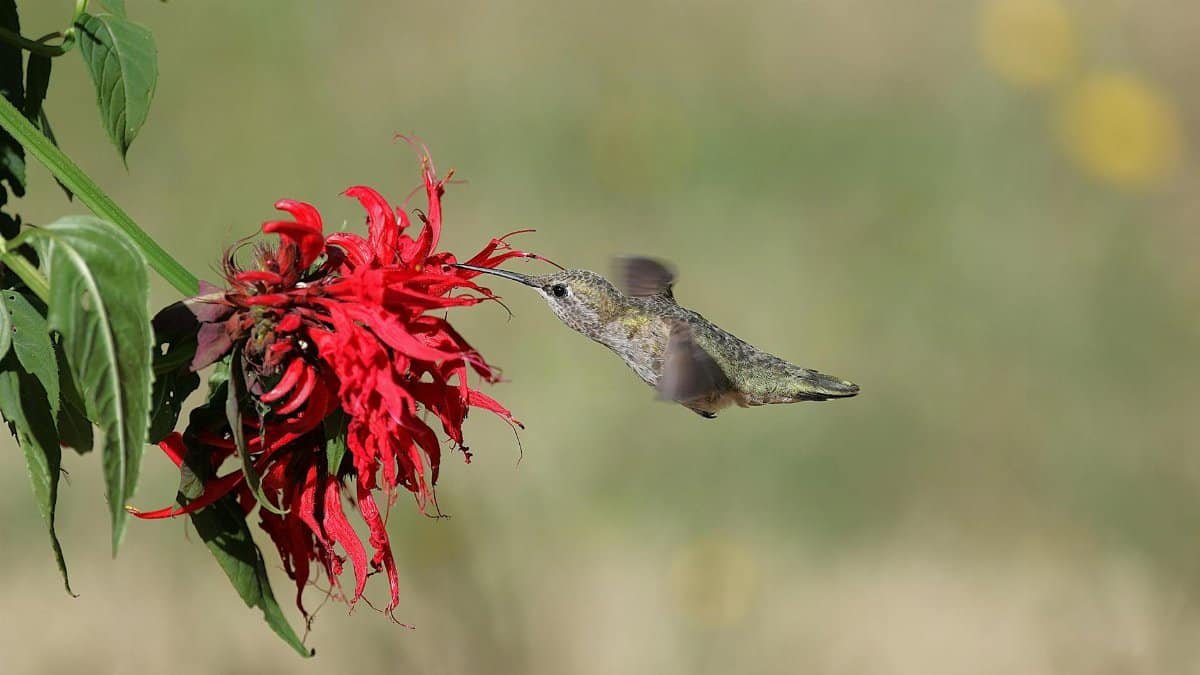 Anna's hummingbird feeding from a vibrant red flower in a garden setting.