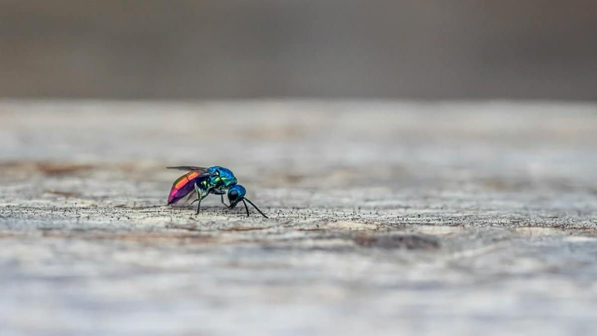 Detailed macro shot of a vibrantly colored cuckoo wasp resting on a wooden surface.