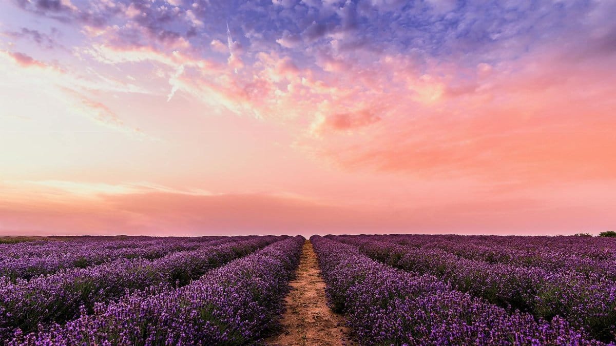 Breathtaking view of a lavender field at sunset with a vibrant pastel sky, embodying tranquility and nature's beauty.