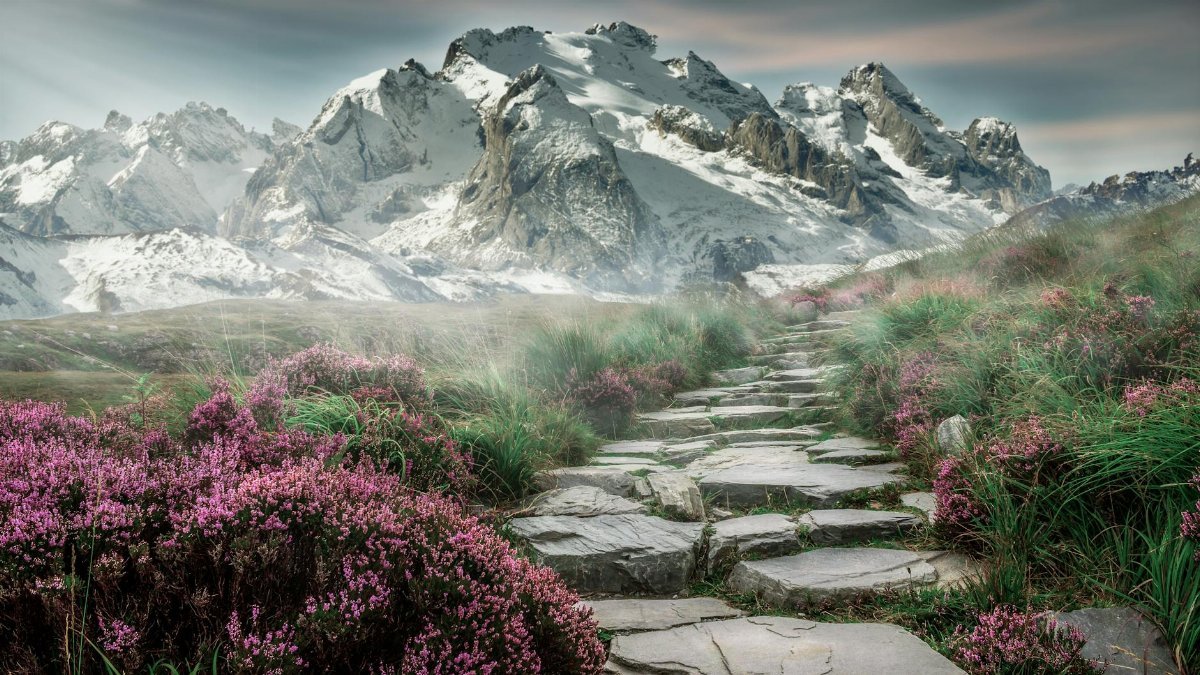 Stone path leads through vibrant lavender with breathtaking snowy mountains in the background.