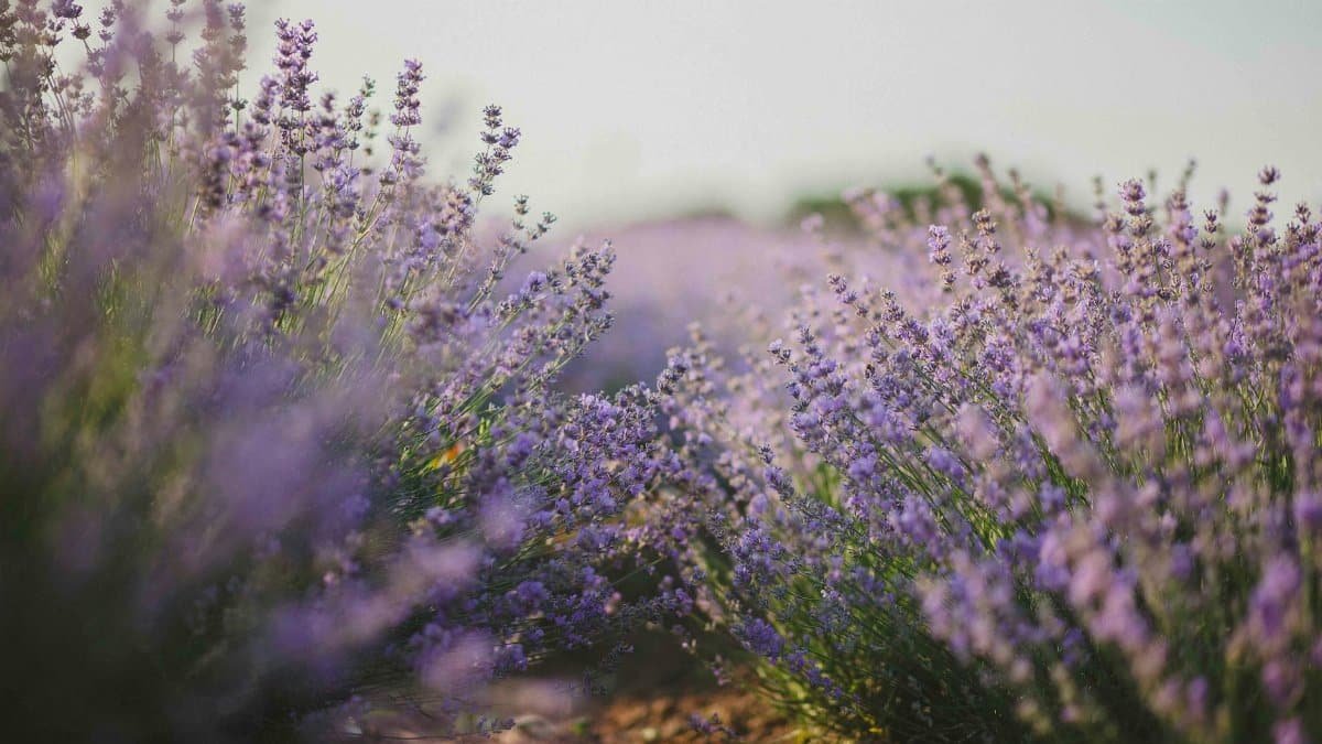 Explore the tranquil beauty of a lavender field in full bloom under the daylight.