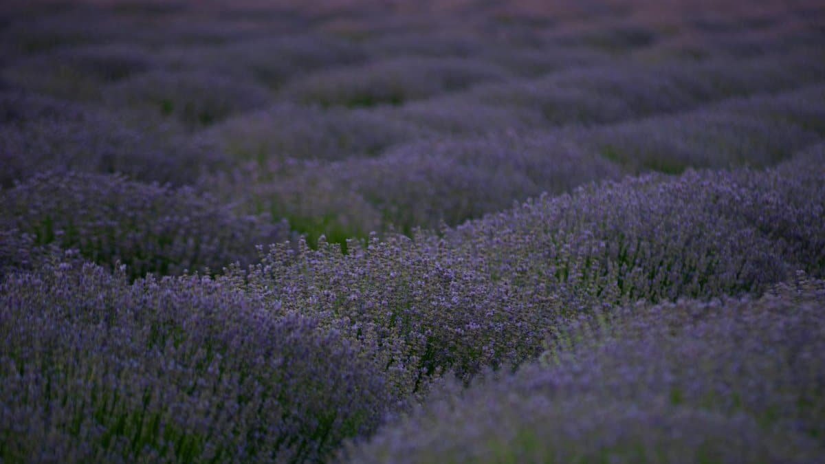 Expansive lavender field in full bloom at twilight, creating a peaceful and aromatic scene.