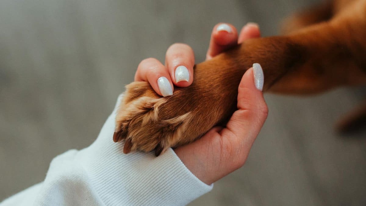 Close-up of a woman's hand holding a dog paw symbolizing trust and companionship.