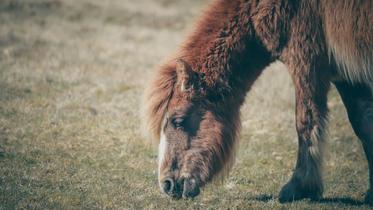 A close-up of a fluffy brown pony grazing peacefully on a grassy field.