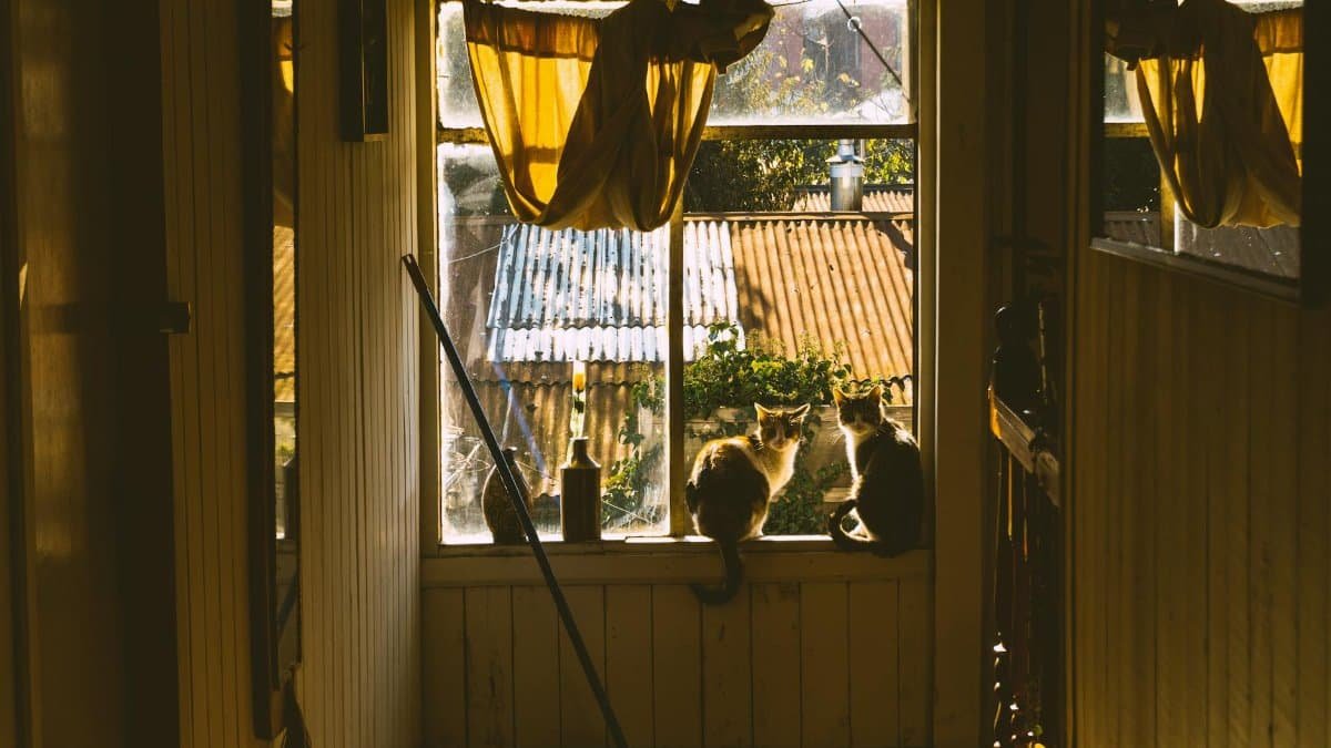Two cats sit by a window enjoying the warm autumn sunlight indoors.