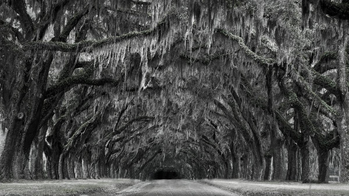 Monochrome view of a haunting pathway lined with oak trees in Savannah, Georgia.