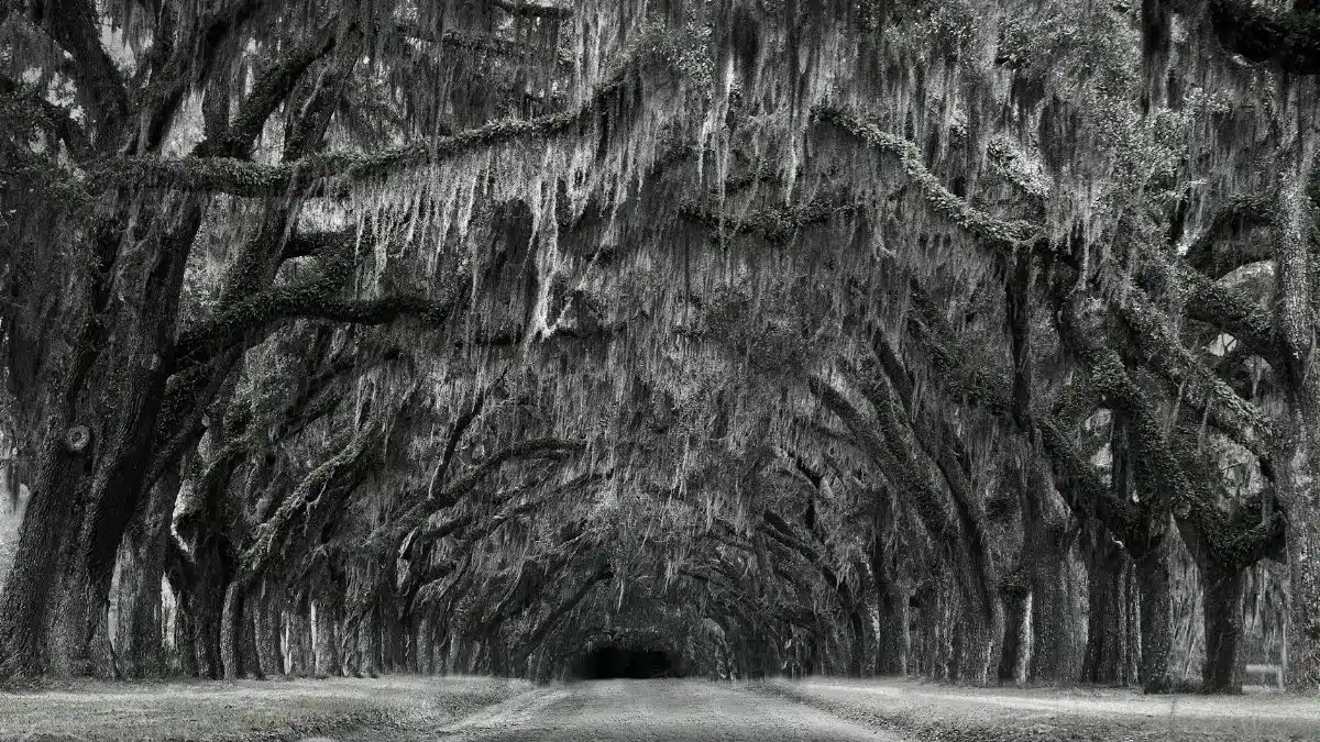 Monochrome view of a haunting pathway lined with oak trees in Savannah, Georgia.