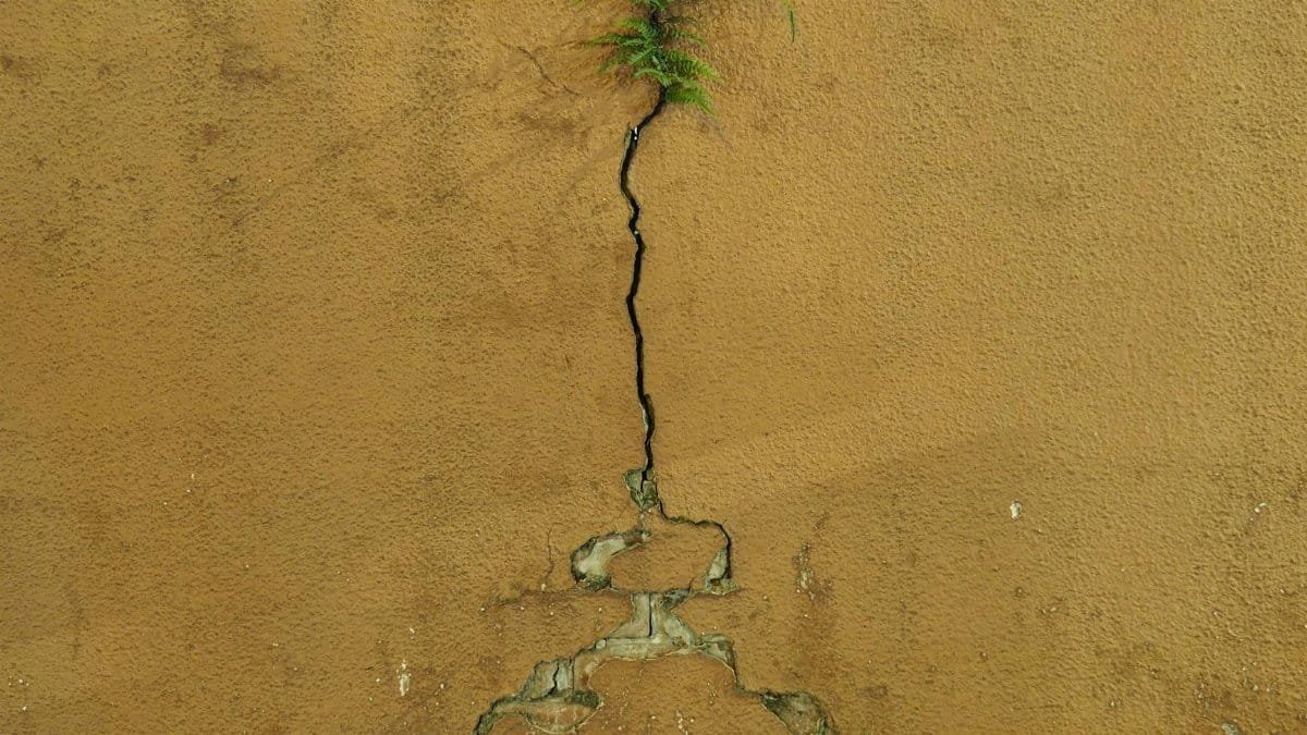 A vibrant fern emerges from a cracked urban wall in Hong Kong, symbolizing resilience.