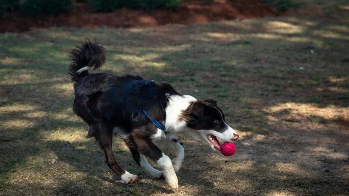 Border Collie runs after a red ball in a sunny park, showcasing playful energy.