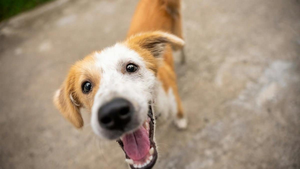 A cheerful dog looking up with a playful expression, outside on a sunny day.