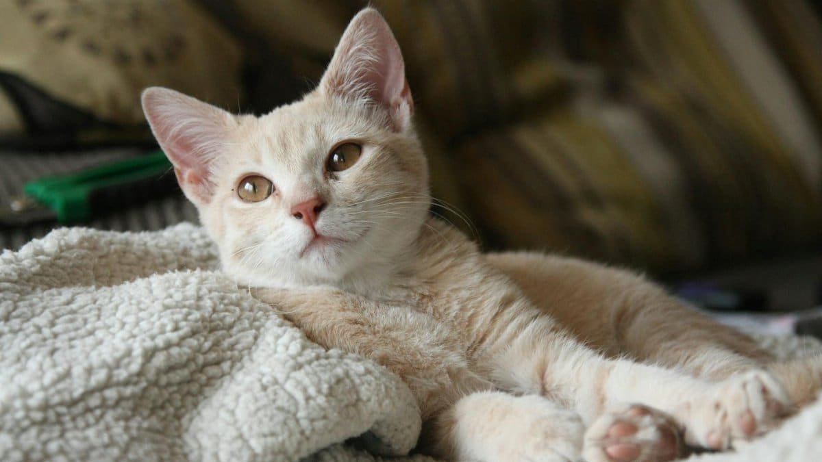 Adorable beige kitten lounging on a soft blanket indoors, adding warmth to any setting.