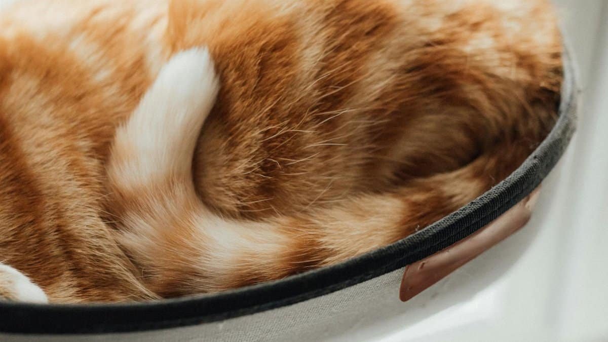 A cozy close-up of a ginger tabby cat's tail curled in a comfy setting.