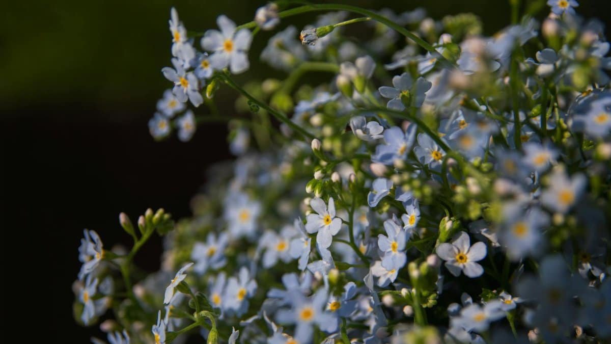 A serene close-up of blooming blue forget-me-not flowers under natural light, showcasing their delicate petals.