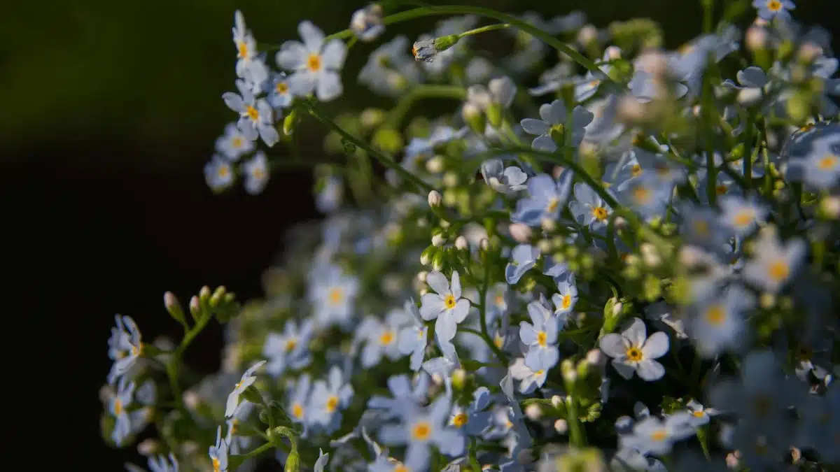 A serene close-up of blooming blue forget-me-not flowers under natural light, showcasing their delicate petals.