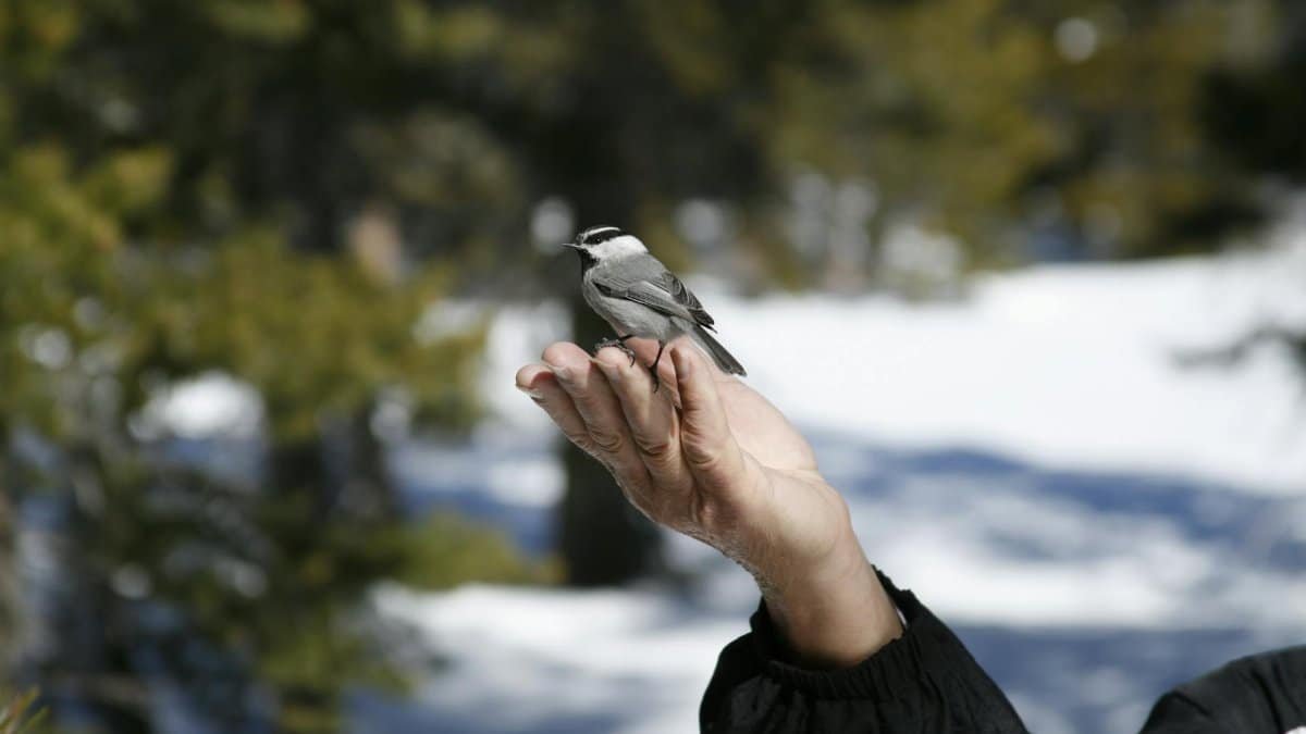 A chickadee sits on a hand in a snowy forest, showcasing nature's trust.