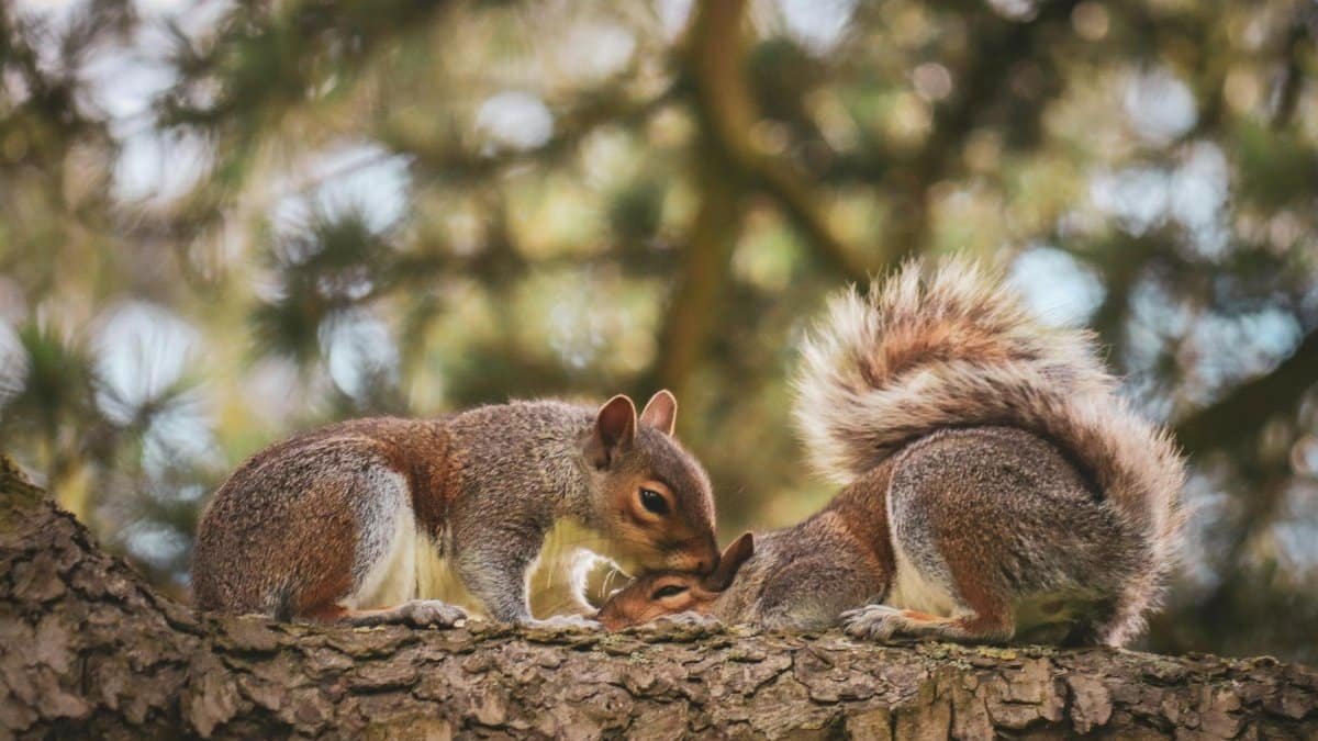 Two cute grey squirrels interacting on a tree branch in Bristol, England.