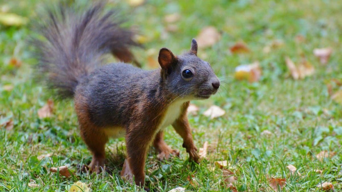 A vibrant portrait of a squirrel foraging in a sunlit garden.