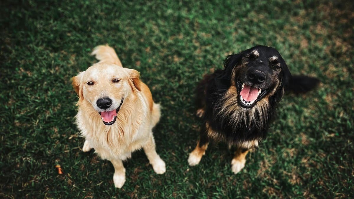 Two happy dogs looking up, smiling, sitting on a green grass field in an outdoor setting.