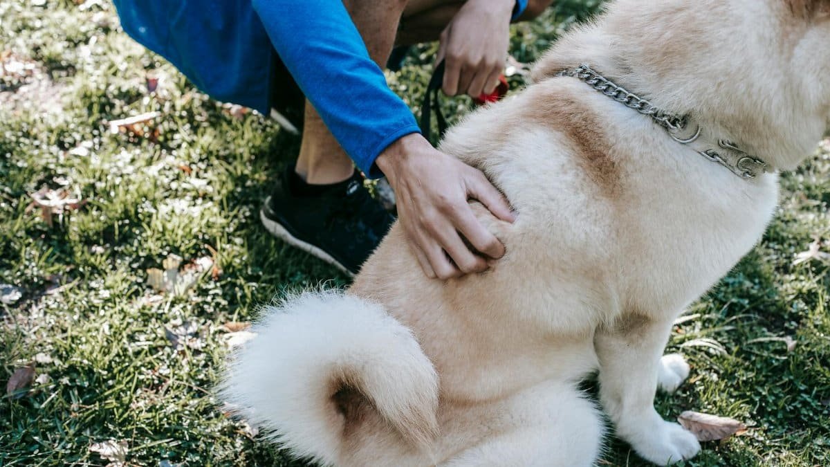A person gently caressing a friendly Akita dog sitting on grass outdoors in daylight.