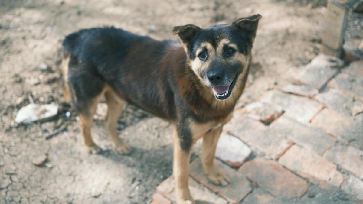 A cheerful dog enjoying the outdoors on a rustic brick pathway.