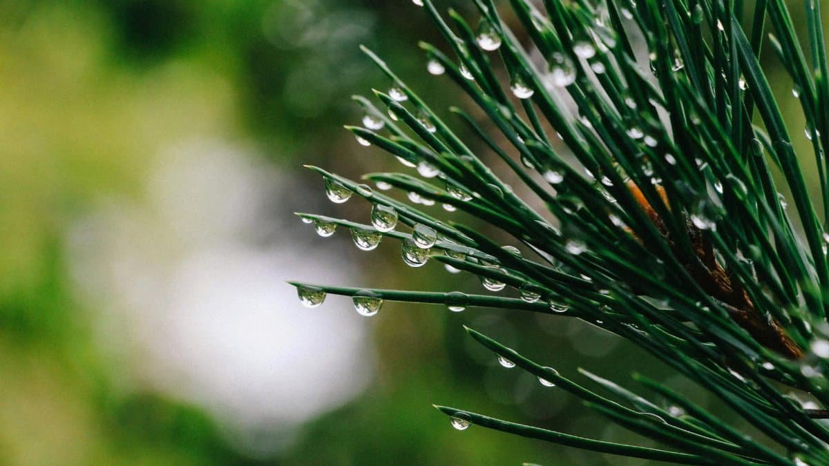 Macro shot of dew-covered pine needles showcasing nature's fresh start.