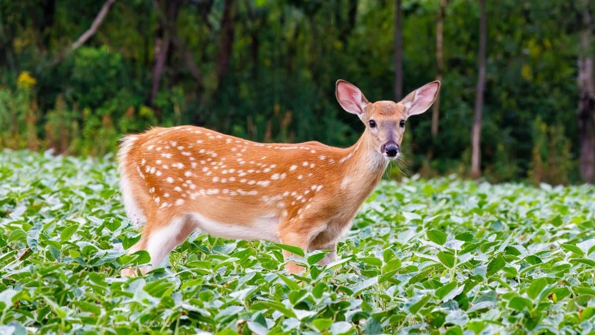 A white-tailed deer fawn stands alert in a lush soybean field during summer.