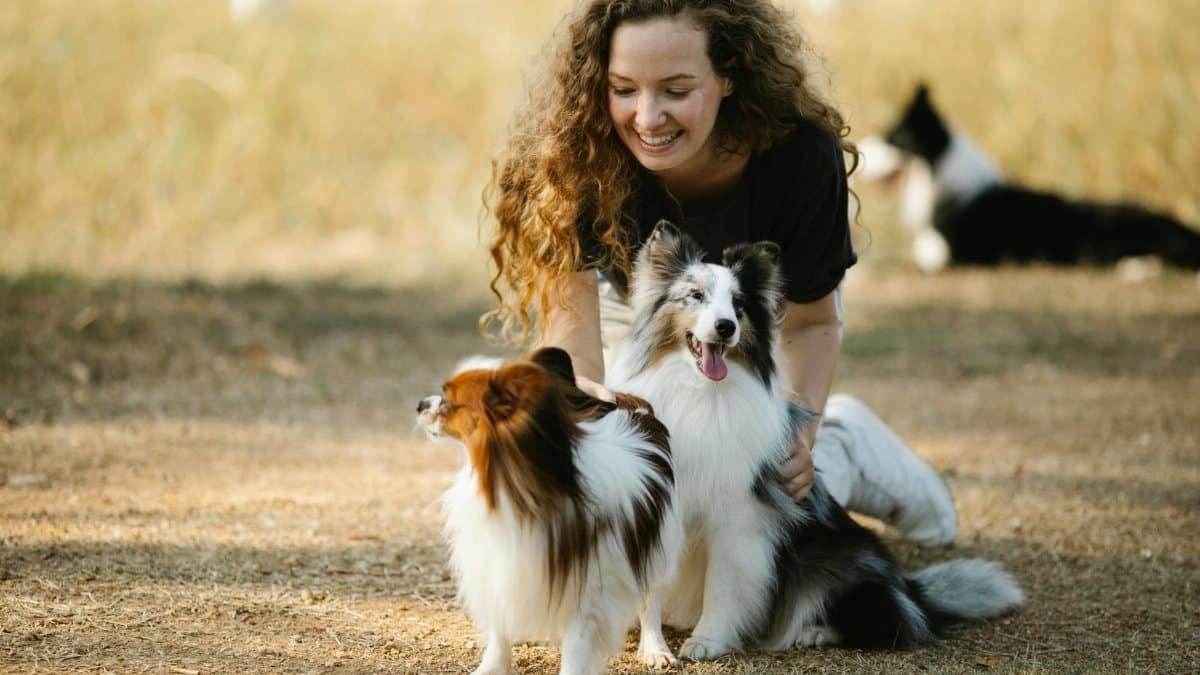 A joyful woman plays with her Shetland Sheepdogs in a sunny outdoor park setting, capturing a moment of happiness.