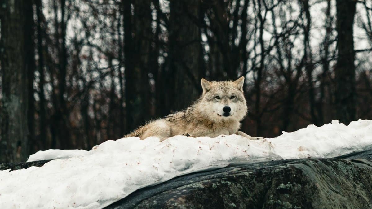 A grey wolf lounges on snow-covered ground amidst a tranquil winter forest in Canada.