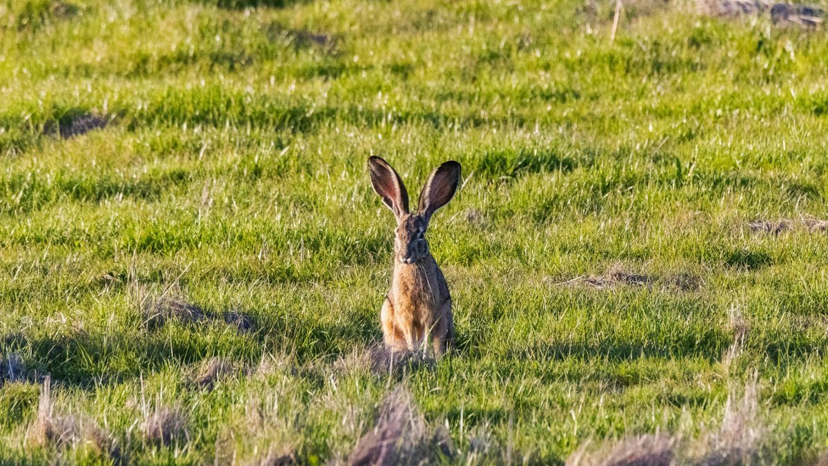 A solitary Eurasian hare sitting in a lush green meadow during the day.
