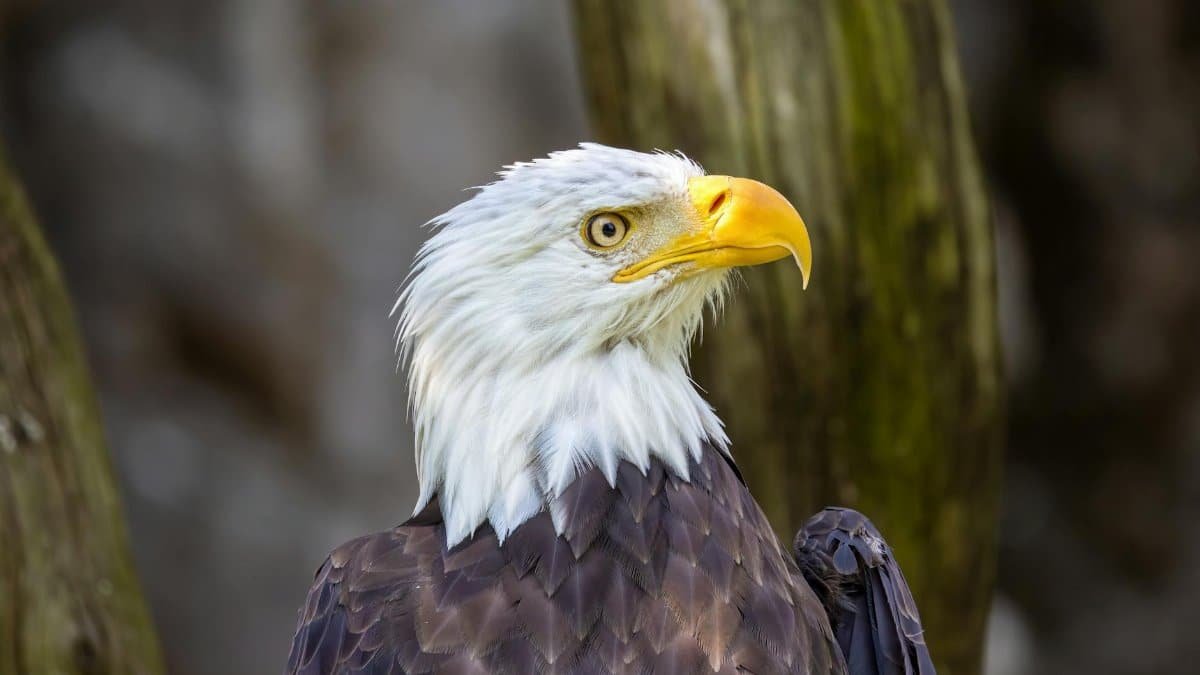 Close-up of a bald eagle showcasing its sharp features and majestic plumage.