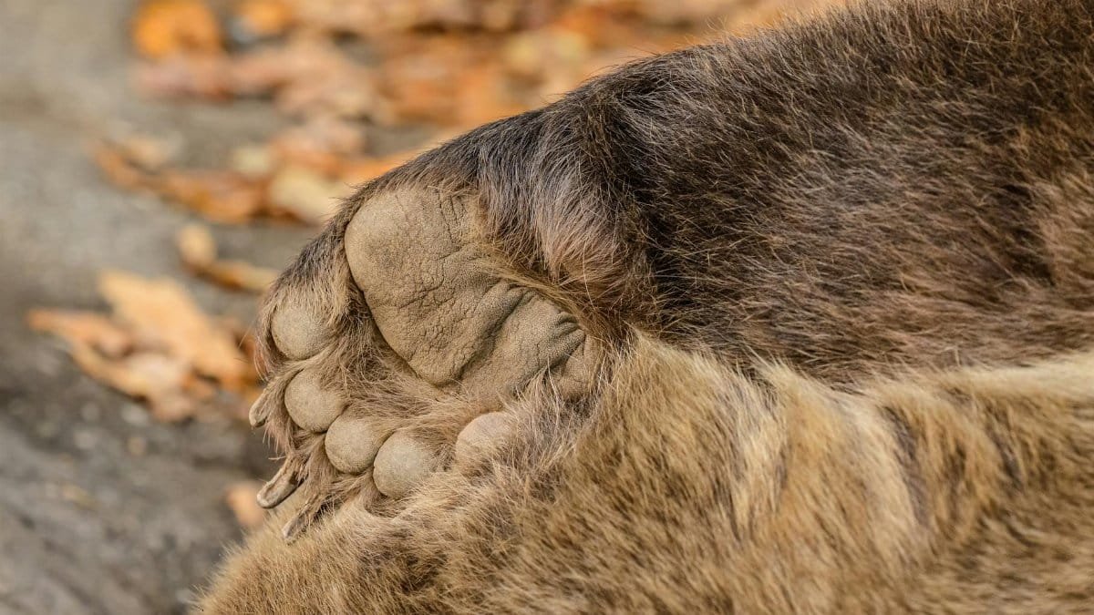 Detailed view of a bear paw resting on autumn leaves capturing natural textures.