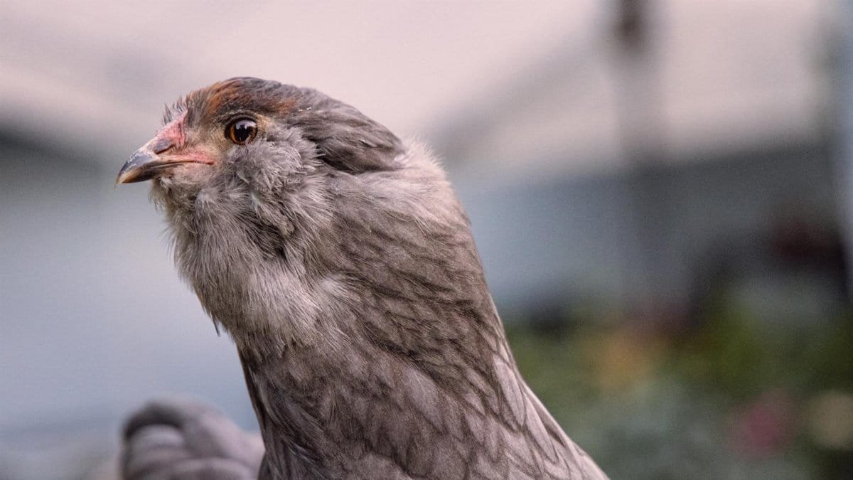 A detailed close-up portrait of a grey Ameraucana chicken showcasing its intricate feather patterns.