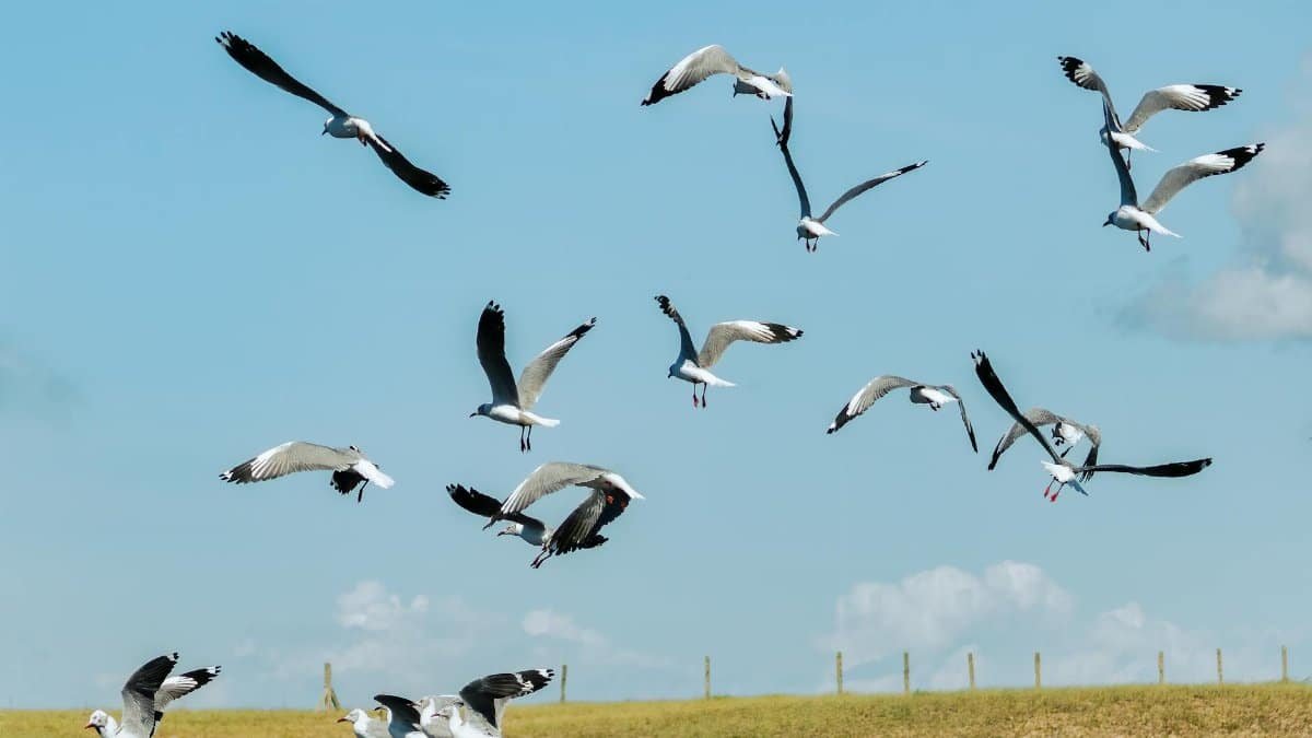 A flock of seagulls in flight over a wooden pier on a sunny day.