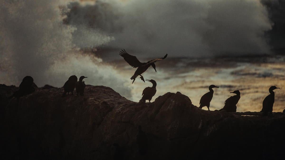 Silhouettes of birds perched on rocks with crashing waves and dramatic twilight sky.
