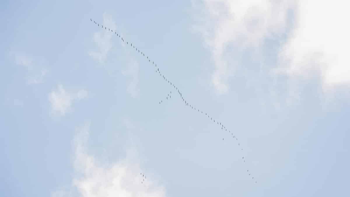 A flock of birds flies in a V formation across a clear blue sky with clouds.