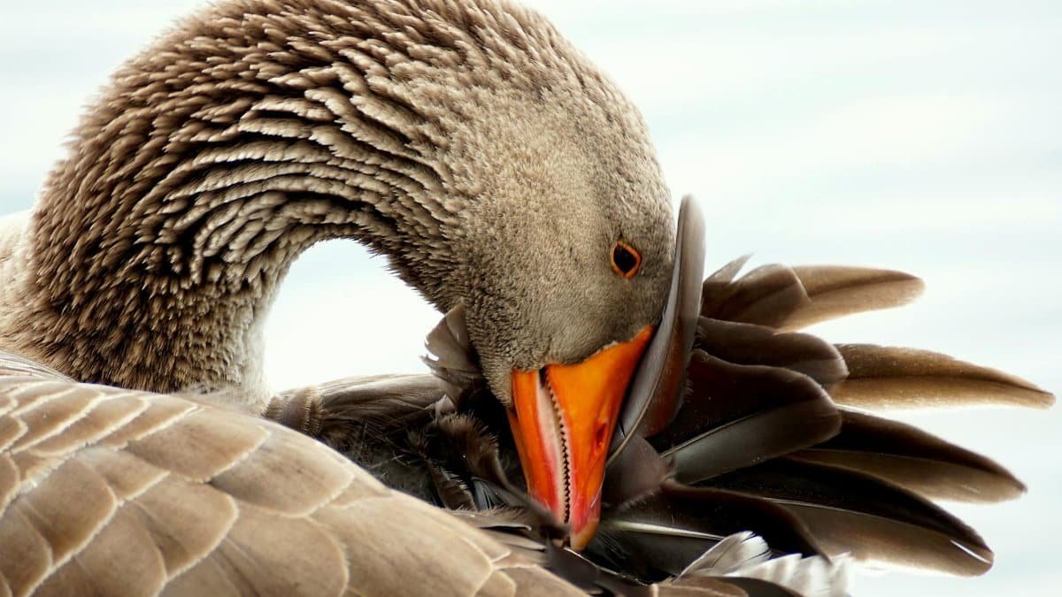 Detailed image of a greylag goose preening its feathers, showcasing texture and color.
