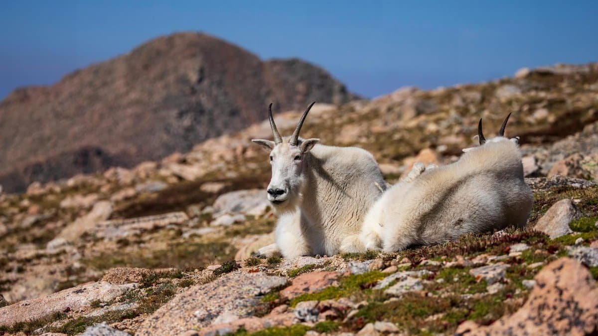 Two mountain goats relaxing on rocky terrain in Idaho Springs, Colorado with a mountainous backdrop.