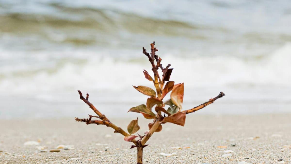 A small plant on a sandy beach with waves in the background, symbolizing growth.