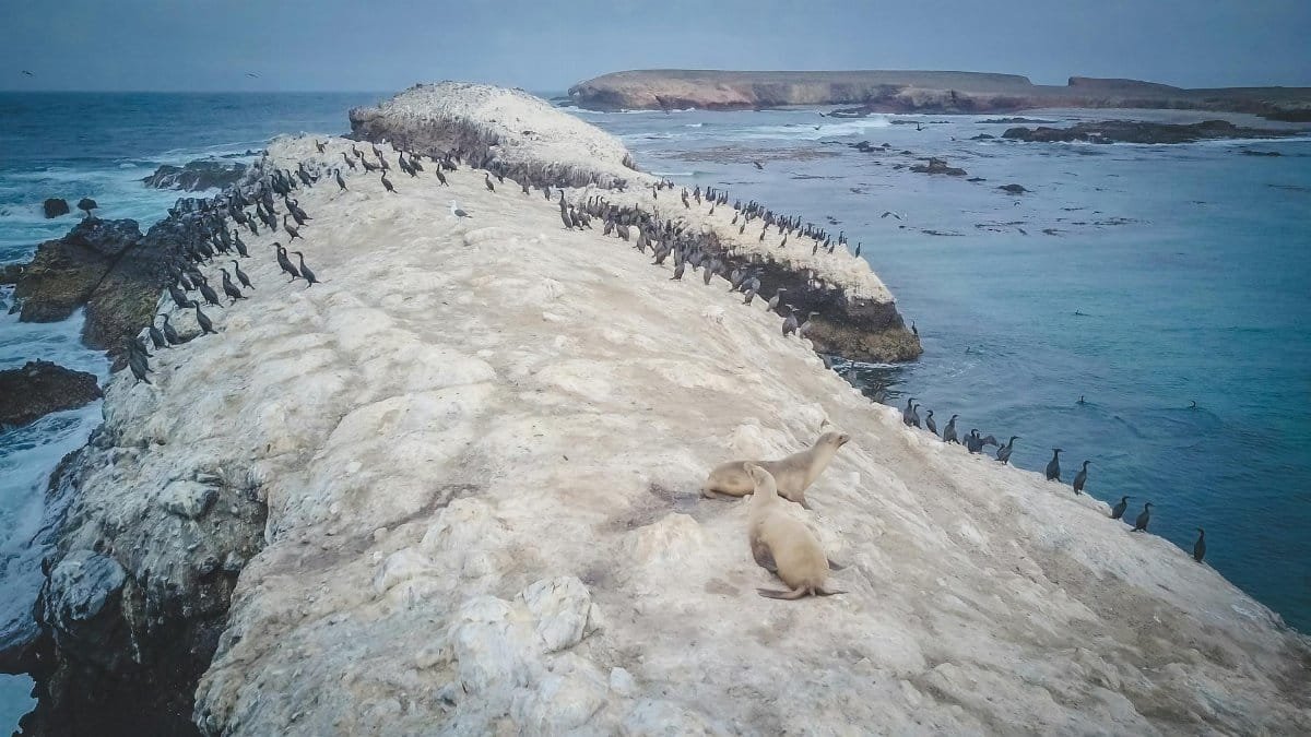 Aerial view of seabirds and sea lions basking on a rocky coastal island.